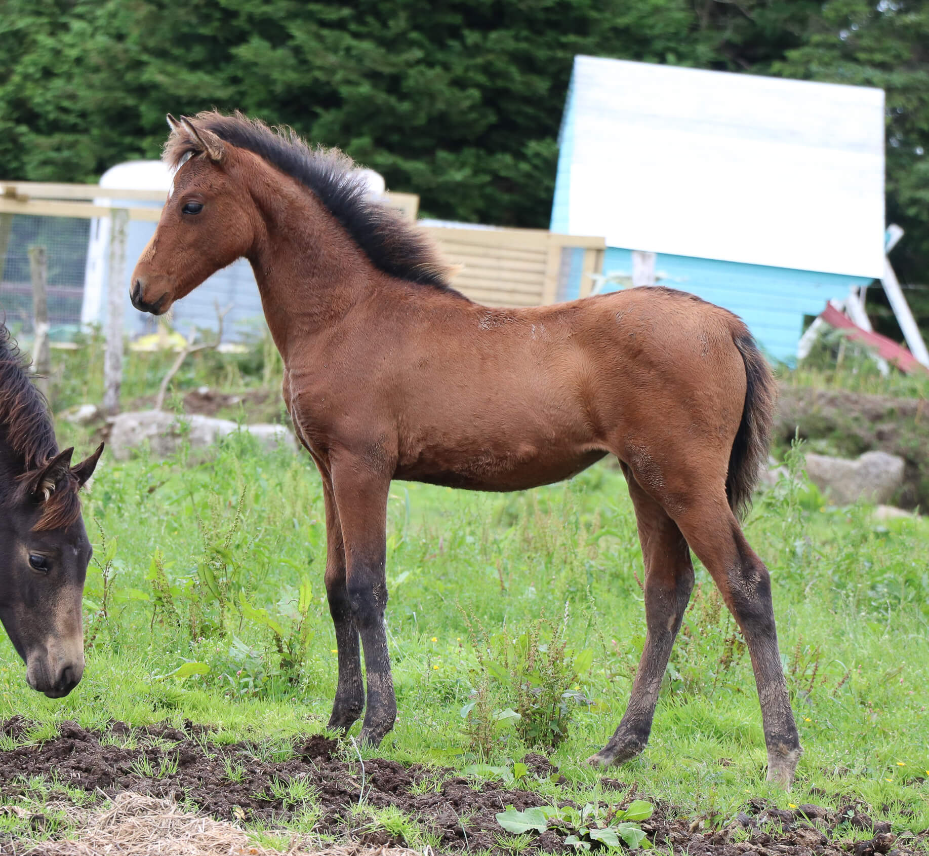 Expat Morgans leading sport stud farm in Europe